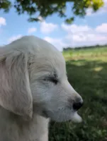 Bear, a male English Cream Golden Retriever for sale in Wooster, OH – 7 of 8