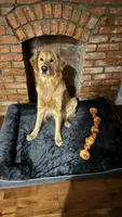 Archie, a male Golden Retriever for sale in Wooster, OH – 7 of 9
