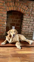 Archie, a male Golden Retriever for sale in Wooster, OH – 9 of 9