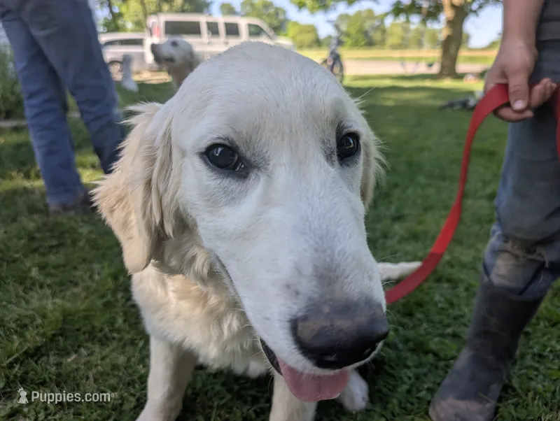 Chip – English Cream Golden Retriever puppy for sale in Wooster, OH