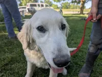 Chip, a male English Cream Golden Retriever for sale in Wooster, OH – 1 of 4