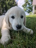 Bear, a male English Cream Golden Retriever for sale in Wooster, OH – 6 of 8
