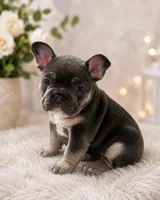 Dolly, a female French Bulldog for sale in Cincinnati, OH – 3 of 3