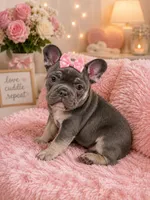 Dolly, a female French Bulldog for sale in Cincinnati, OH – 1 of 3