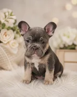 Dolly, a female French Bulldog for sale in Cincinnati, OH – 2 of 3