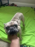 CoCo, a male French Bulldog for sale in Aiken, SC – 2 of 3