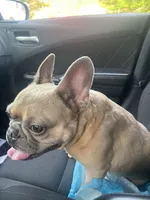 CoCo, a male French Bulldog for sale in Aiken, SC – 3 of 3