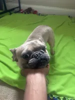 CoCo, a male French Bulldog for sale in Aiken, SC – 1 of 3