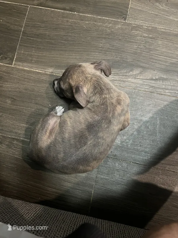 Penny  – American Pit Bull Terrier puppy for sale in Bronx, NY