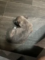 Penny , a female American Pit Bull Terrier for sale in Bronx, NY – 1 of 1