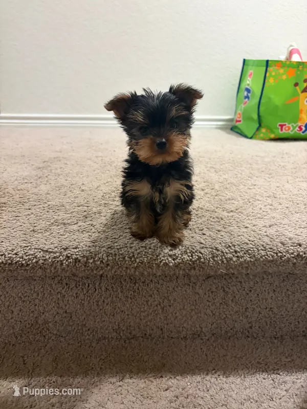 N/A – Yorkshire Terrier puppy for sale in San Antonio, TX