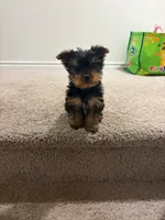 N/A, a male Yorkshire Terrier for sale in San Antonio, TX – 1 of 1