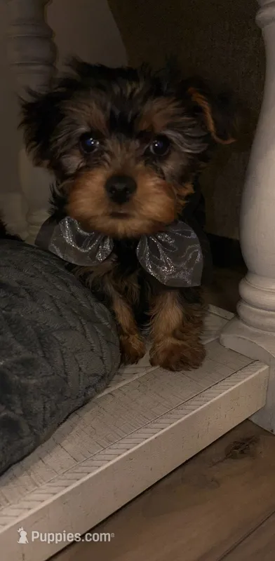 N/A – Yorkshire Terrier puppy for sale in San Antonio, TX