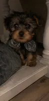 N/A, a male Yorkshire Terrier for sale in San Antonio, TX – 1 of 1