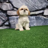 Rolo, a male Shih Tzu for sale in Nappanee, IN – Photo 4 of 7