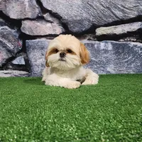 Rolo, a male Shih Tzu for sale in Nappanee, IN – Photo 1 of 7