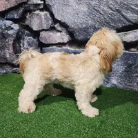 Rolo, a male Shih Tzu for sale in Nappanee, IN – Photo 3 of 7