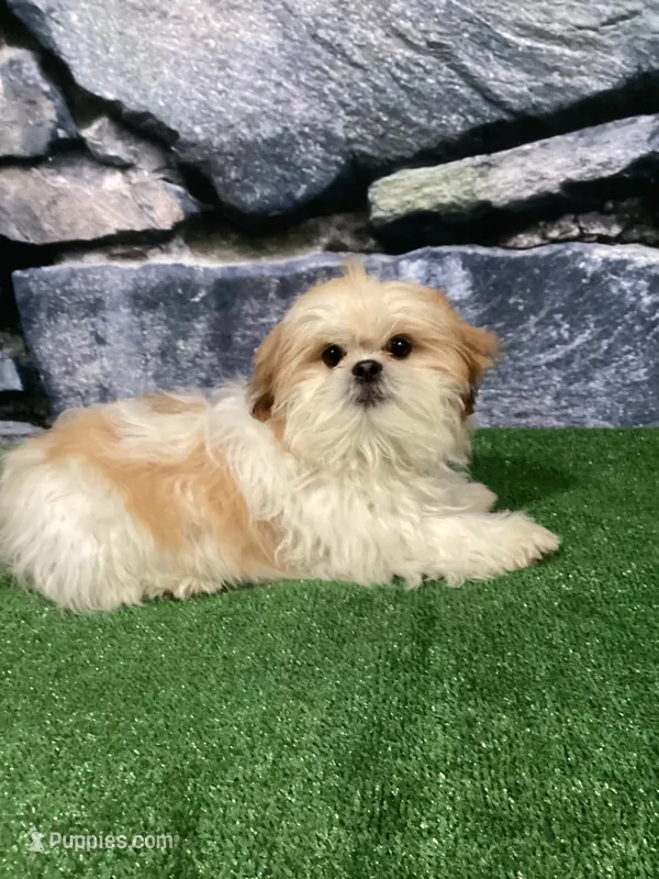Rolo – Shih Tzu puppy for sale in Nappanee, IN