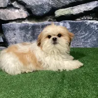 Rolo, a male Shih Tzu for sale in Nappanee, IN – Photo 6 of 7