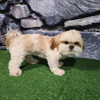 Rolo, a male Shih Tzu for sale in Nappanee, IN – Photo 2 of 7