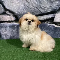 Rolo, a male Shih Tzu for sale in Nappanee, IN – Photo 7 of 7