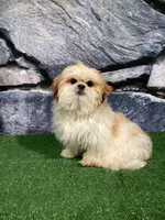 Rolo, a male Shih Tzu for sale in Nappanee, IN – Photo 3 of 3