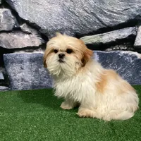 Rolo, a male Shih Tzu for sale in Nappanee, IN – Photo 5 of 7