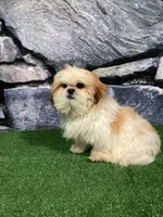 Rolo, a male Shih Tzu for sale in Nappanee, IN – Photo 1 of 3