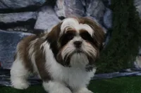 Gio, a male Shih Tzu for sale in Nappanee, IN – Photo 5 of 5