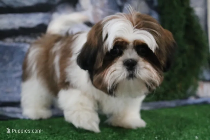 Gio – Shih Tzu puppy for sale in Nappanee, IN