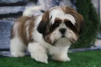 Gio, a male Shih Tzu for sale in Nappanee, IN – Photo 4 of 5