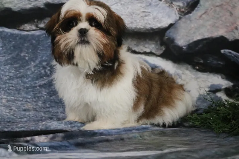 Gio – Shih Tzu puppy for sale in Nappanee, IN