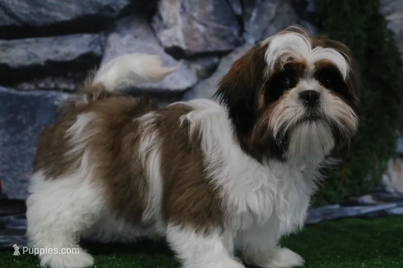 Gio – Shih Tzu puppy for sale in Nappanee, IN