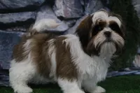 Gio, a male Shih Tzu for sale in Nappanee, IN – Photo 1 of 5