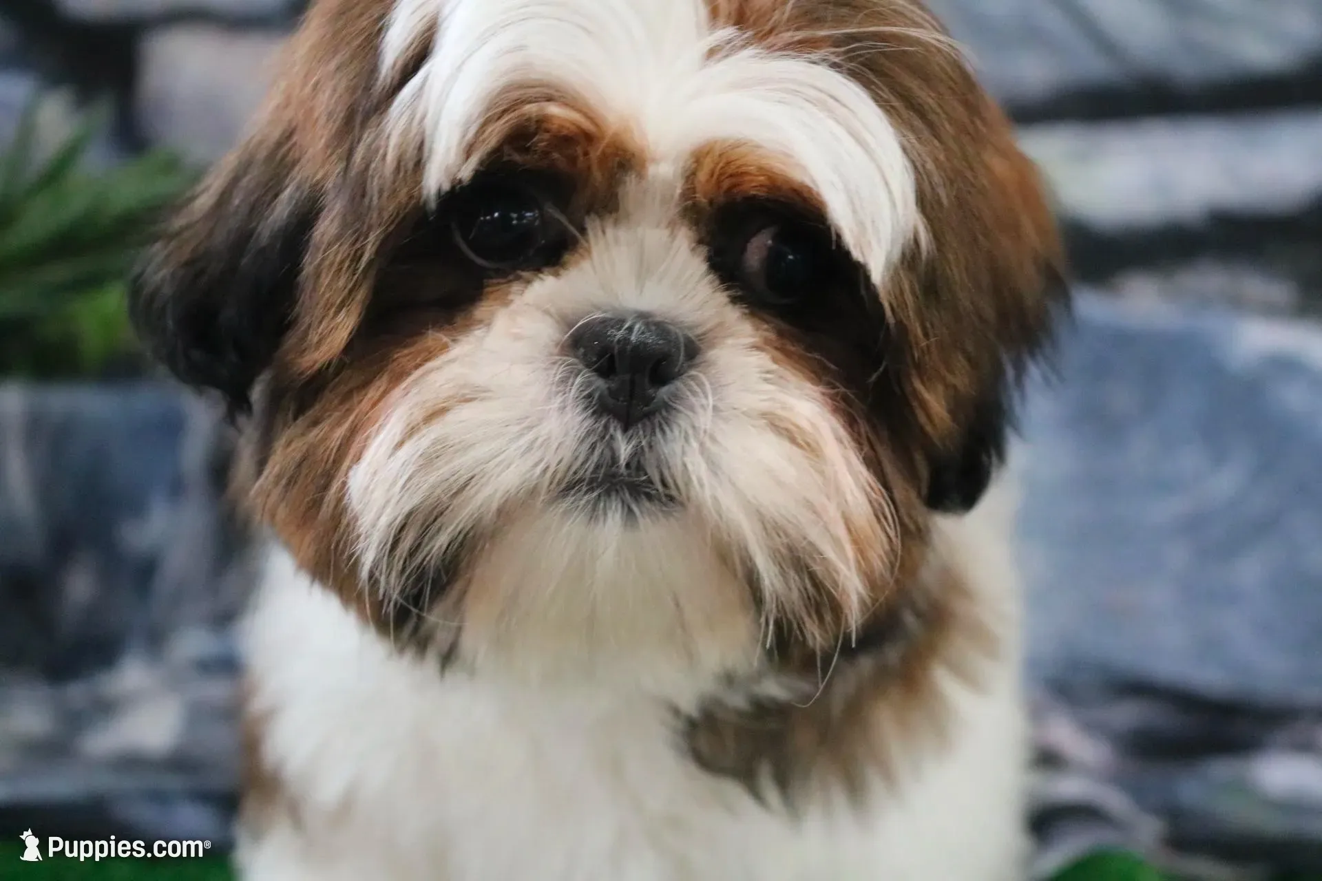 Gio, a male Shih Tzu for sale in Nappanee, IN – 2 of 5