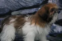 Carlie, a female Shih Tzu for sale in Nappanee, IN – Photo 4 of 5