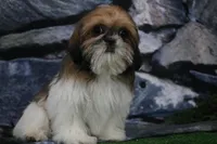 Carlie, a female Shih Tzu for sale in Nappanee, IN – Photo 3 of 5