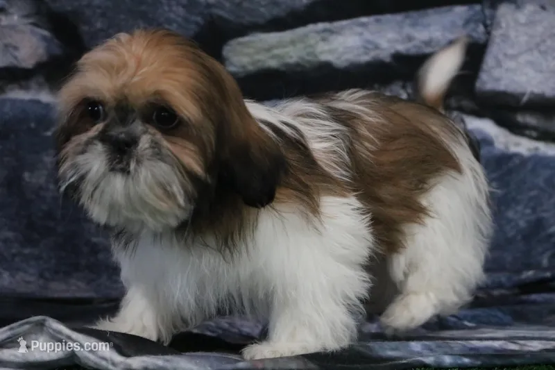 Carlie – Shih Tzu puppy for sale in Nappanee, IN