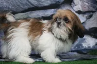 Carlie, a female Shih Tzu for sale in Nappanee, IN – Photo 5 of 5