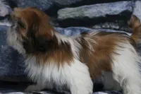 Carlie, a female Shih Tzu for sale in Nappanee, IN – Photo 2 of 5