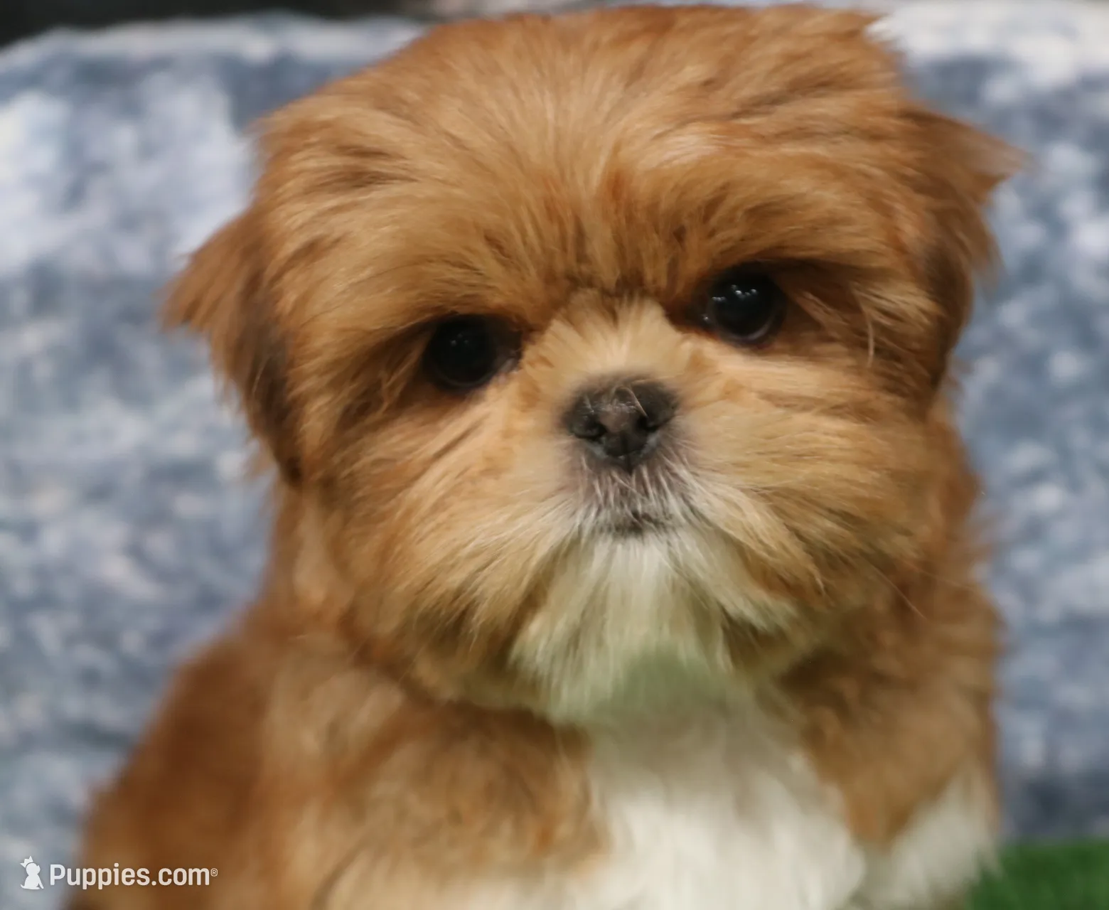 Landon, a male Shih Tzu for sale in Nappanee, IN – Photo 5 of 5