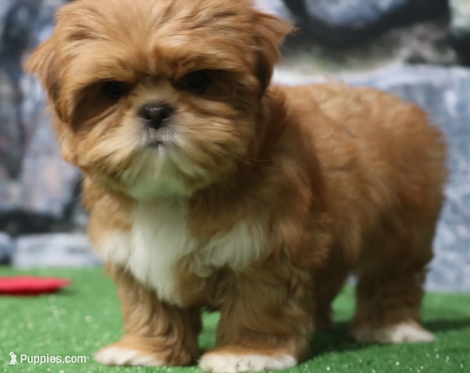 Landon, a male Shih Tzu for sale in Nappanee, IN – Photo 3 of 5