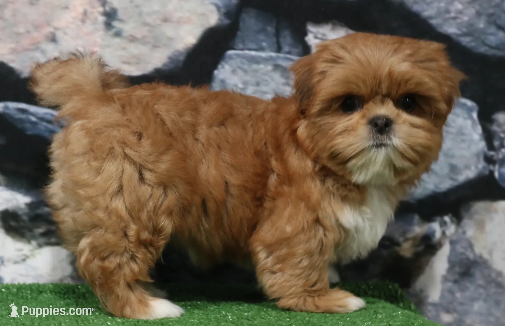 Landon, a male Shih Tzu for sale in Nappanee, IN – Photo 4 of 5