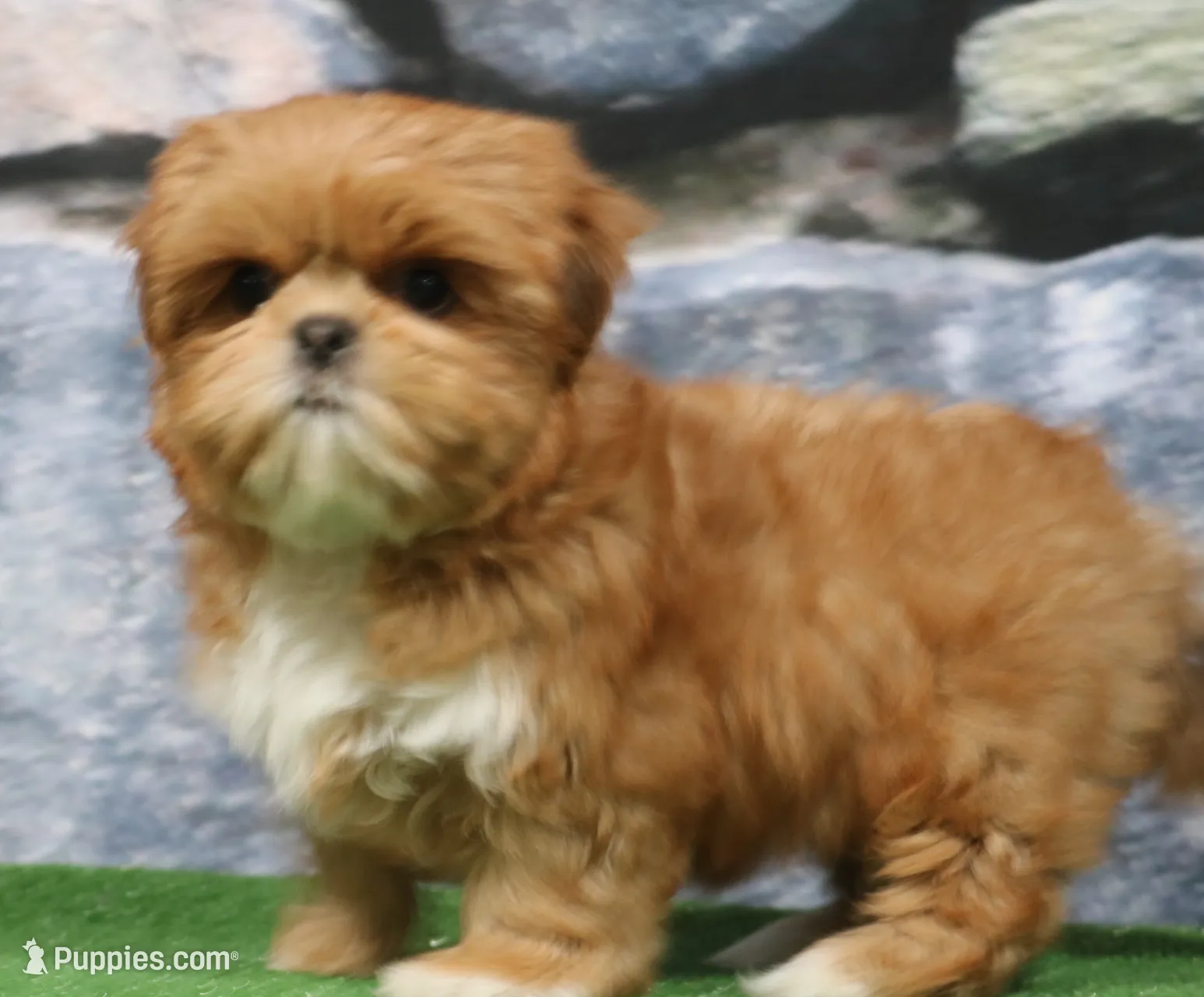 Landon, a male Shih Tzu for sale in Nappanee, IN – Photo 2 of 5