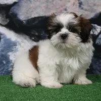 Deggo, a male Shih Tzu for sale in Nappanee, IN – Photo 4 of 5