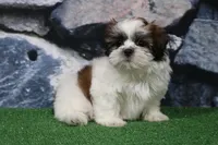 Deggo, a male Shih Tzu for sale in Nappanee, IN – Photo 4 of 5