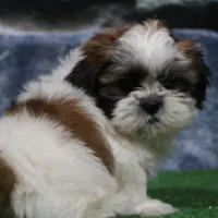 Deggo, a male Shih Tzu for sale in Nappanee, IN – Photo 3 of 5