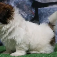 Deggo, a male Shih Tzu for sale in Nappanee, IN – Photo 2 of 5