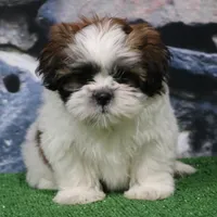 Deggo, a male Shih Tzu for sale in Nappanee, IN – Photo 5 of 5