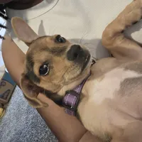 Saya, a female Chihuahua for sale in Horton, AL – Photo 7 of 8